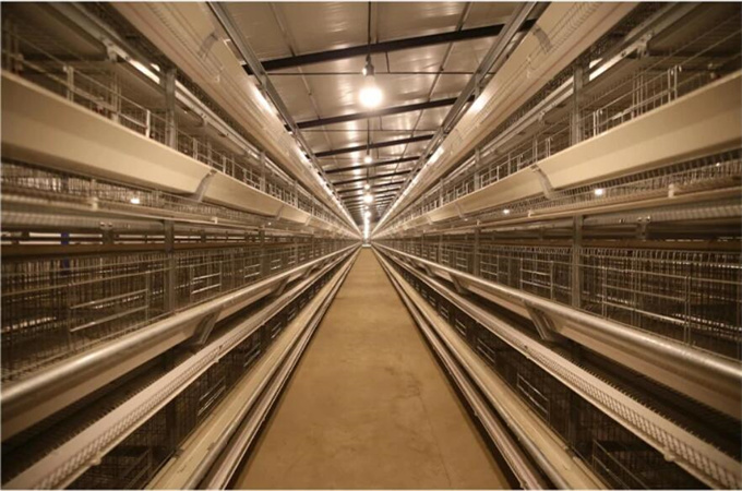 how to choose laying hen cage system Type A or Type H?