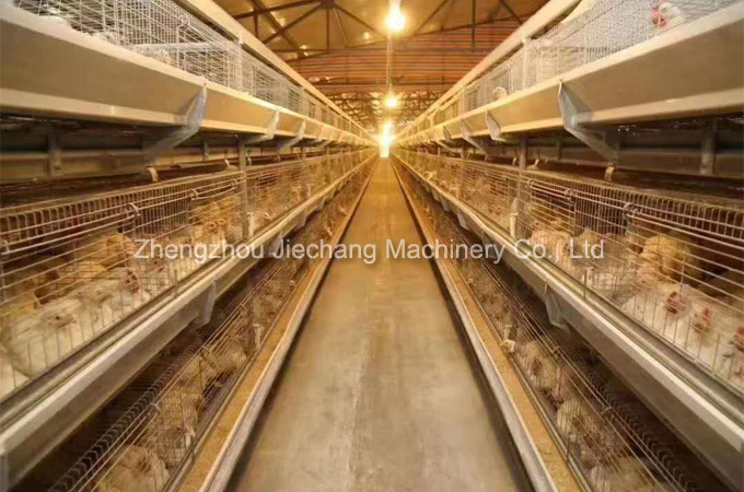 Broliler cage feeding