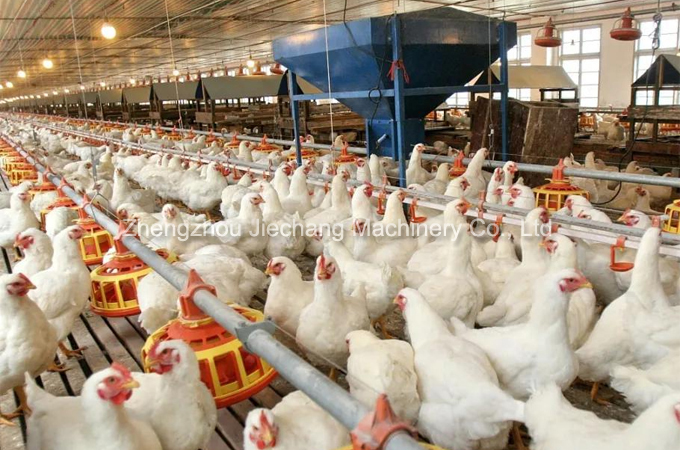 Broliler floor feeding system